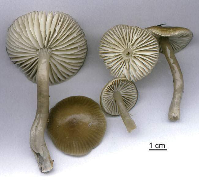 Hygrocybe unguinosa